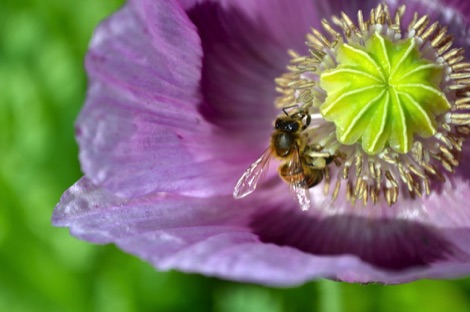 Bee on poppy